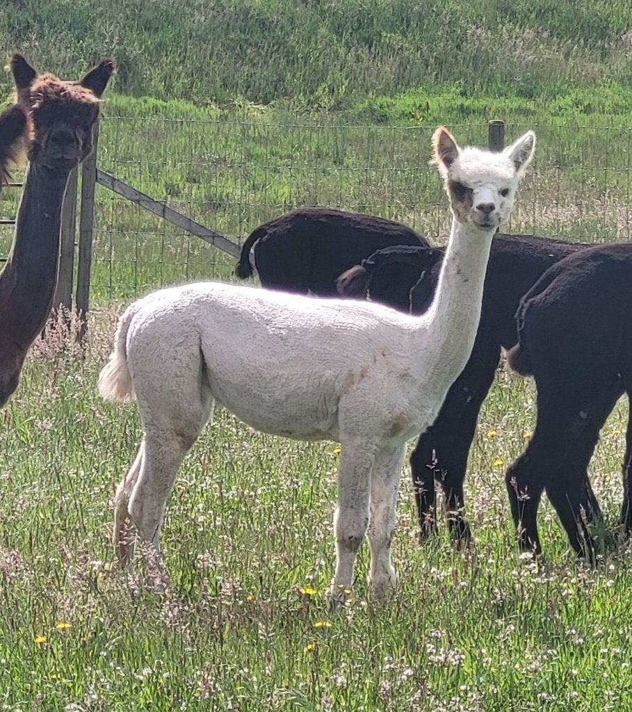 Jolie jument appaloosa, Juin, Femelle