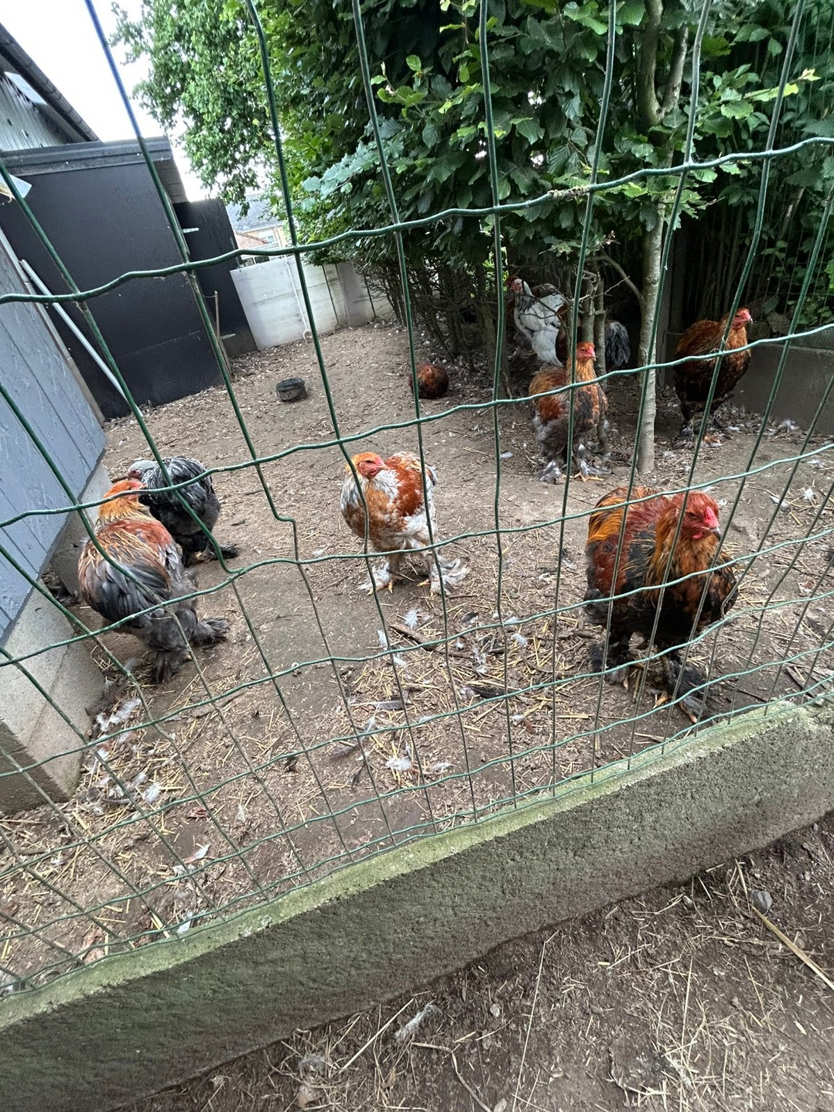 brahma hanen te koop tentoonstellingkwalitijt, Dieren en Toebehoren, Pluimvee, Mannelijk, Kip