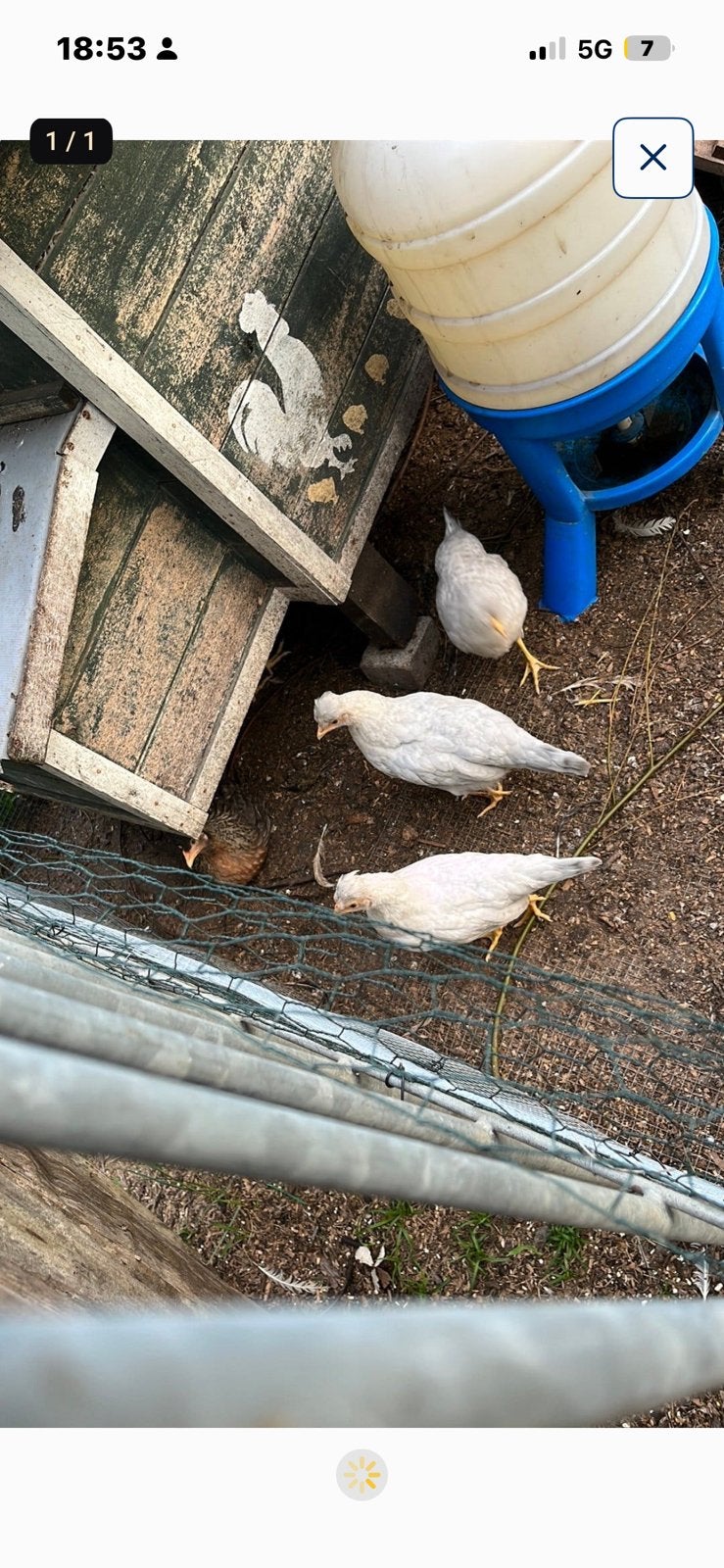 Opal legbar jonge hennen, Dieren en Toebehoren