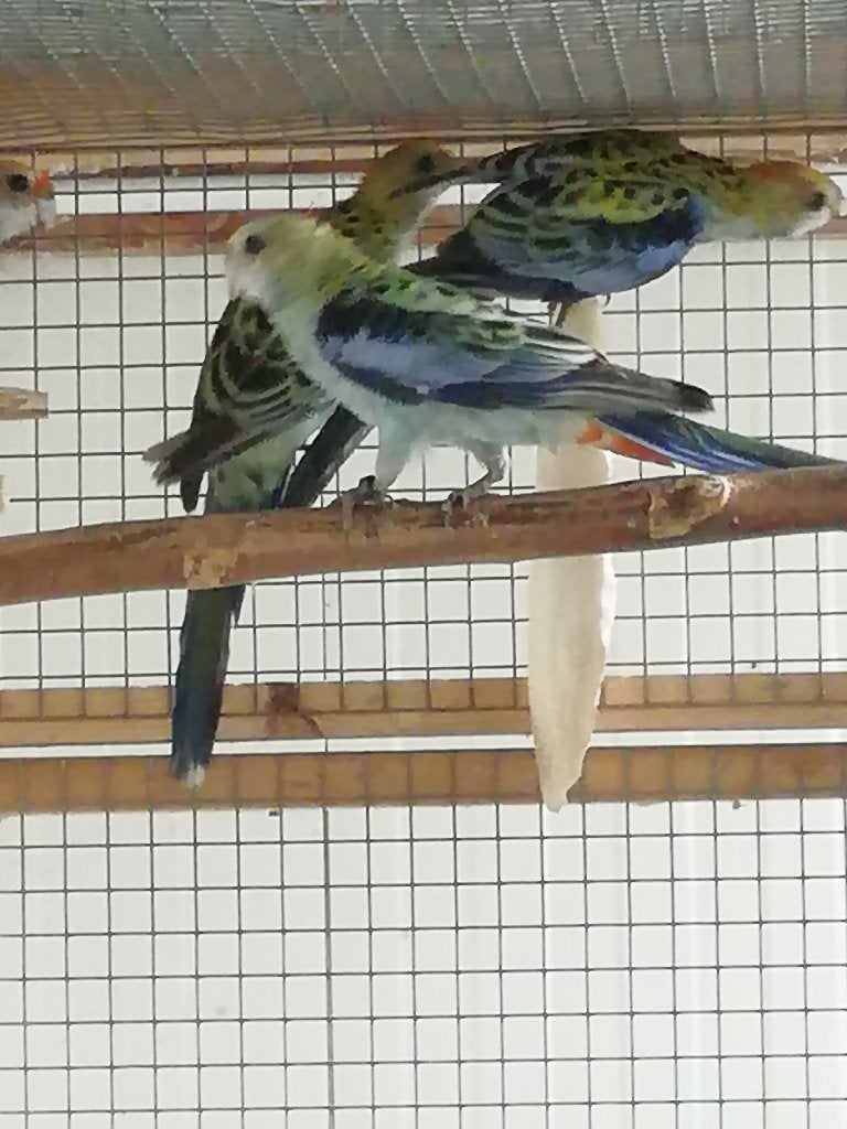 bleekkop rosellas, Dieren en Toebehoren, Meerdere dieren, Parkiet, Geringd