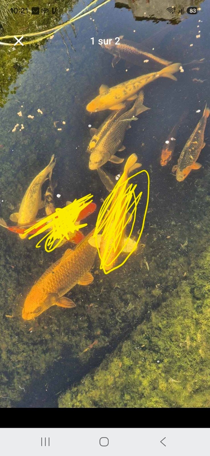 koi, Enlèvement
