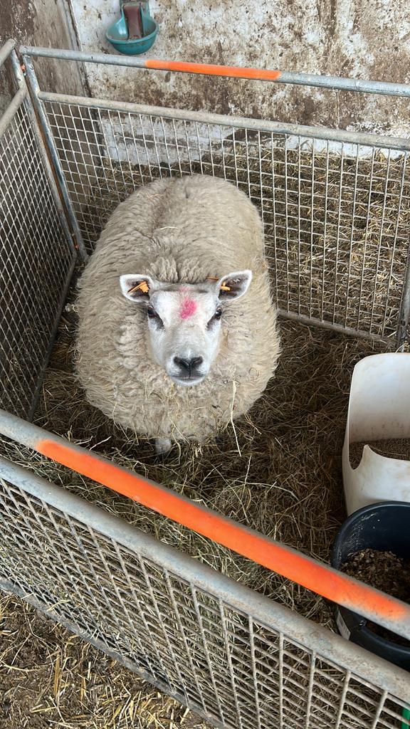 Texel ooi, Dieren en Toebehoren, Schapen, Geiten en Varkens