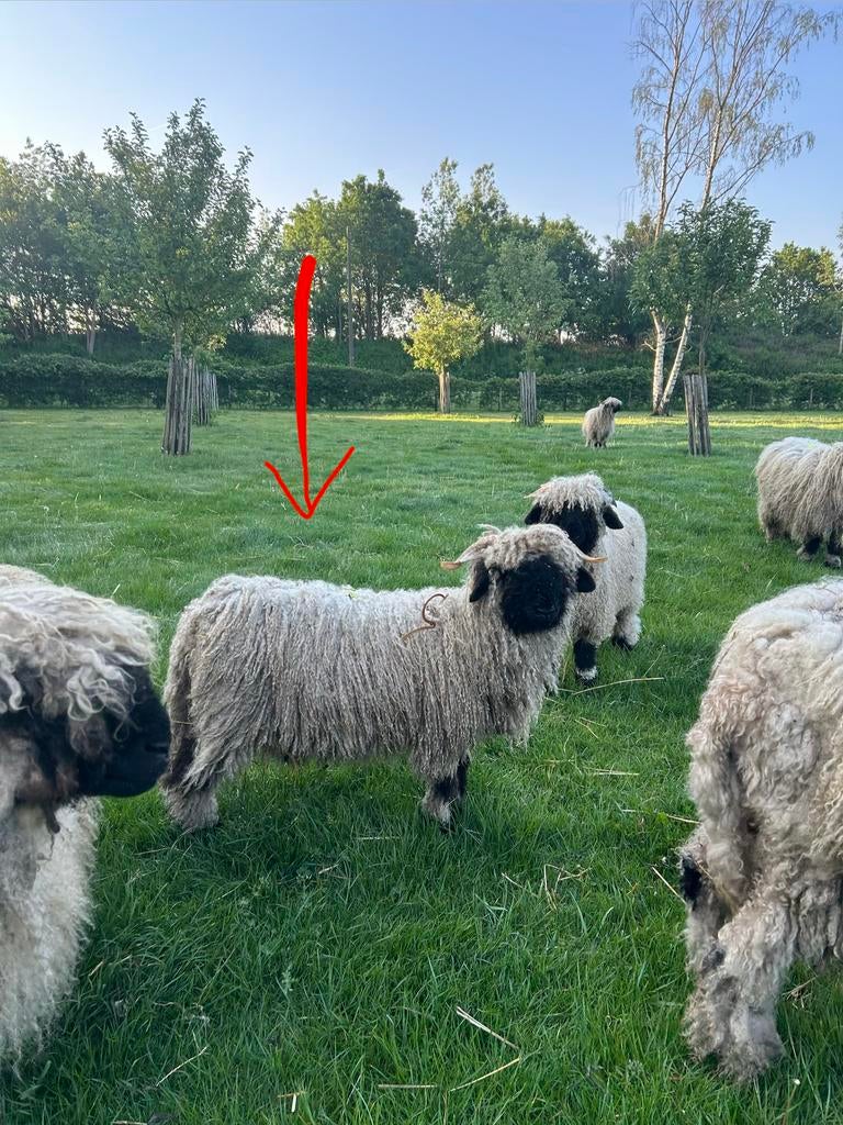 Prachtig lieve walliser schwarznase ram 12/12/25, Dieren en Toebehoren, Schapen, Geiten en Varkens