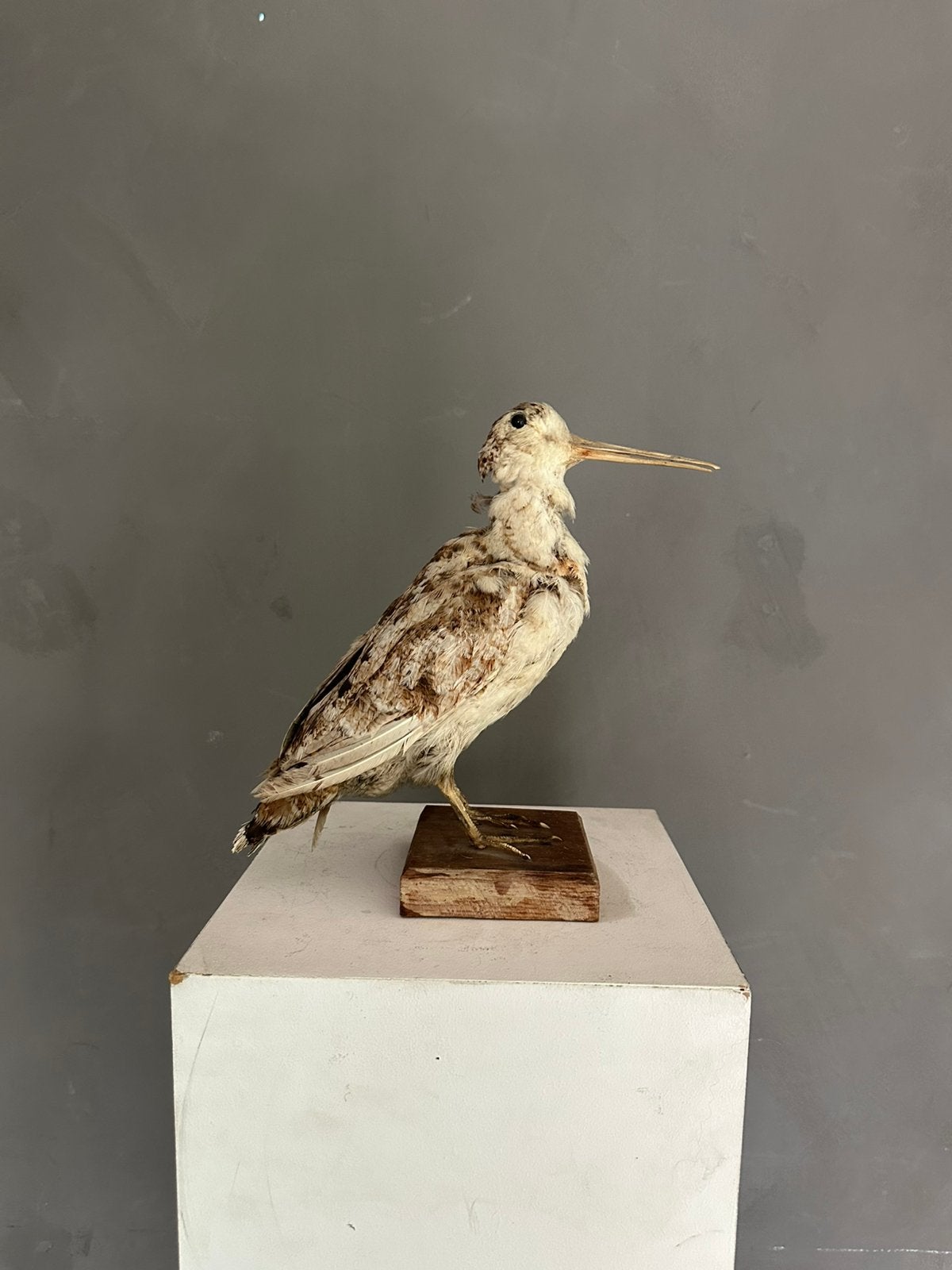 Opgezette steltloper / snip – vintage taxidermie, Verzamelen, Ophalen, Gebruikt, Vogel, Opgezet dier