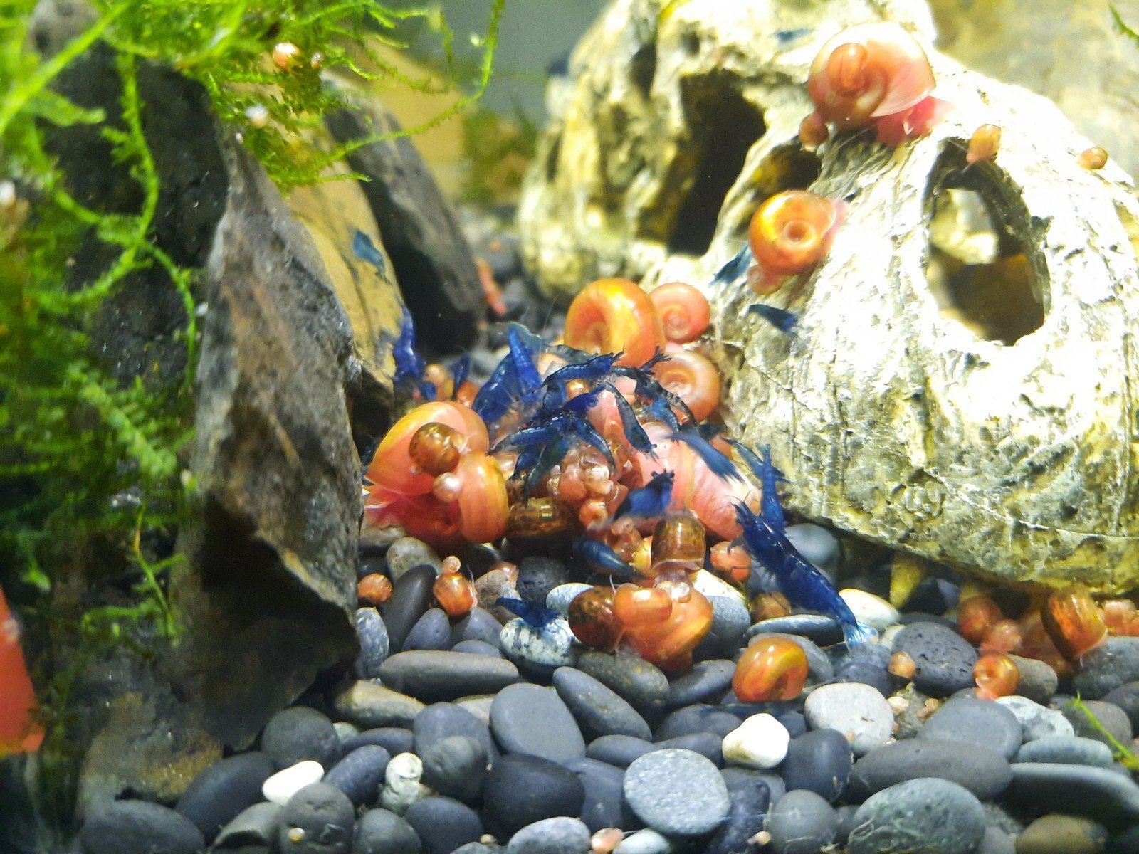 Posthoorslakken voor in vijver of aquarium