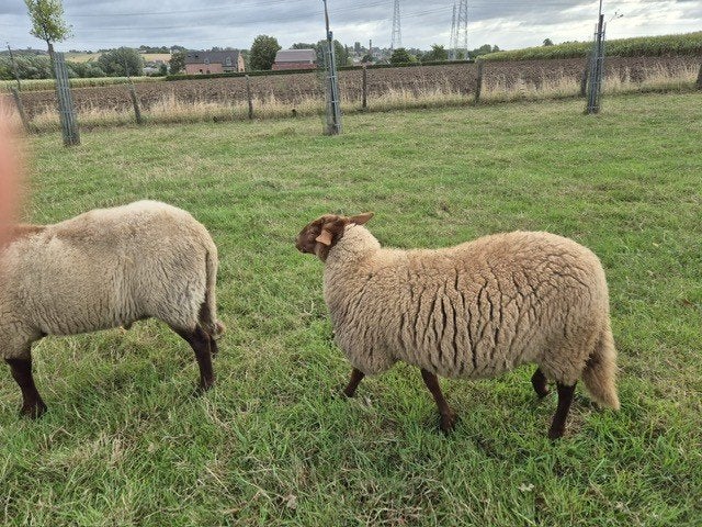 ooilam Ardense Voskop, Vrouwelijk, Schaap, 0 tot 2 jaar