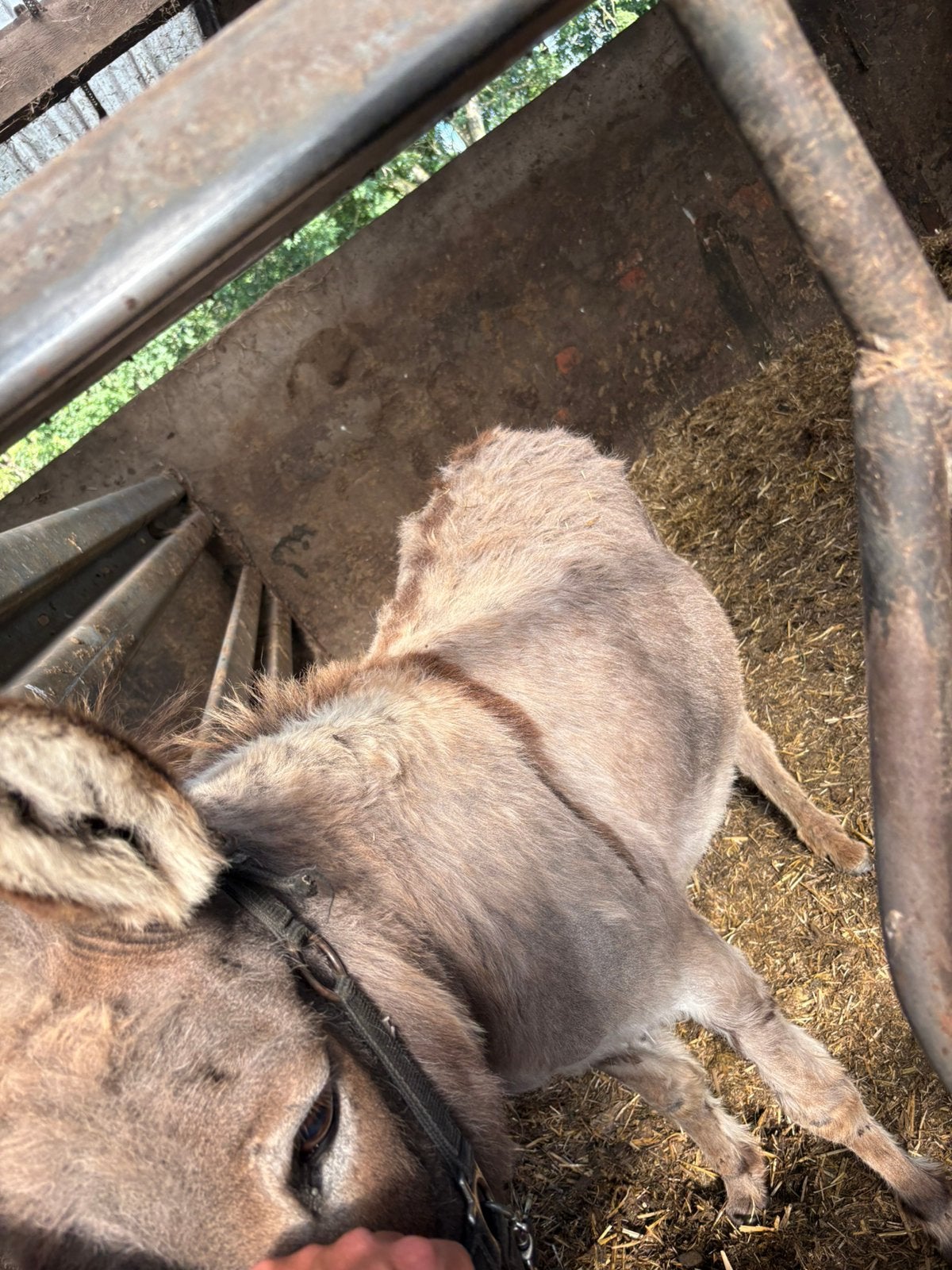 Ezel merrie, Dieren en Toebehoren