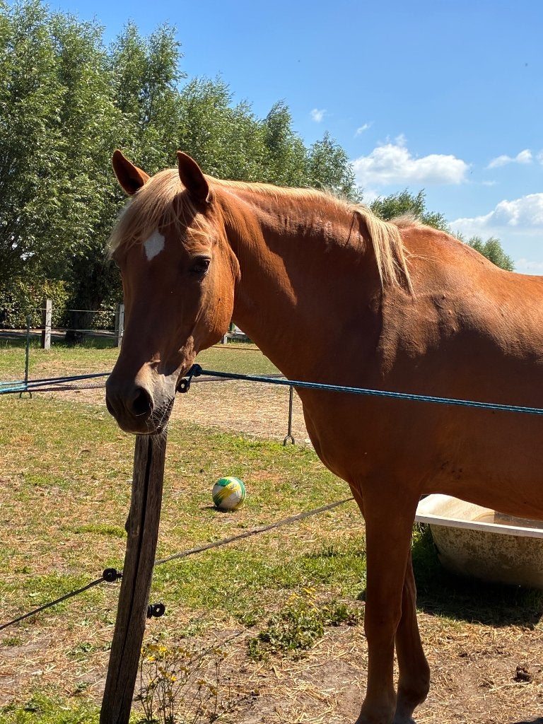 Lief paardje zoekt een 5-sterren thuis, Animaux & Accessoires, Chevaux, Jument, Ne s'applique pas, Moins de 160 cm, 11 ans ou plus