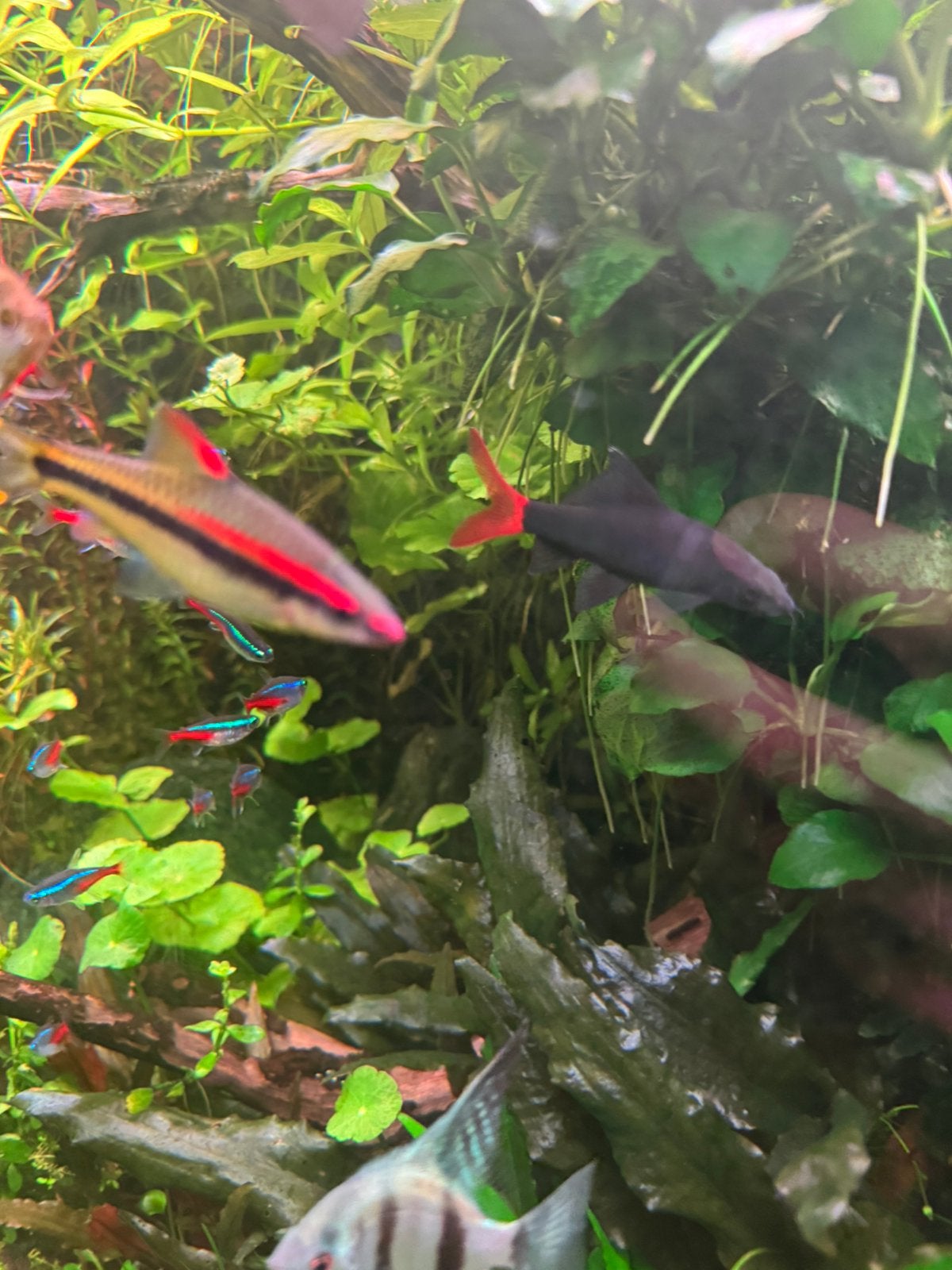 Vis labeo, Vis, Zoetwatervis