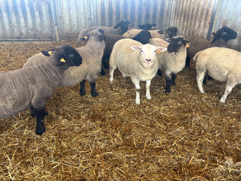 rammen, Mannelijk, Schaap, 0 tot 2 jaar