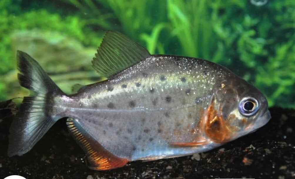 RodeBuik piranha’s 4stukken + Groot aquarium juwel 240l+Kast