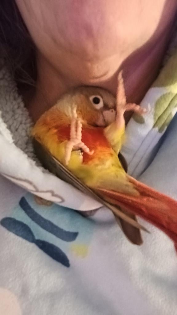 2 pyrrhura’s tam, Dieren en Toebehoren, Geslacht onbekend, Geringd