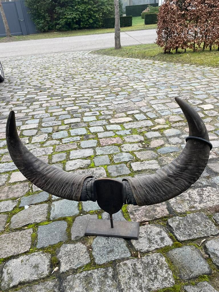 Hoorns, Ophalen, Gebruikt