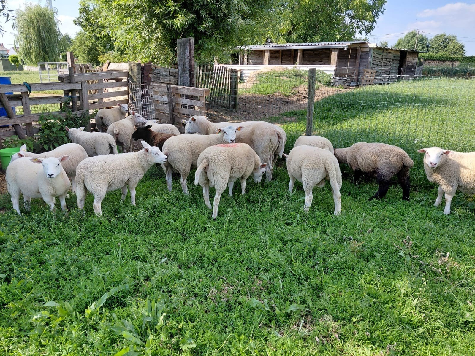 Swifter x franse texel ramlammeren 2026, Dieren en Toebehoren