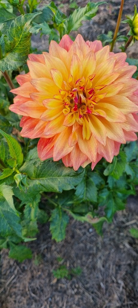 Dahlia akita, Ophalen of Verzenden, Zomer, Vaste plant, Volle zon