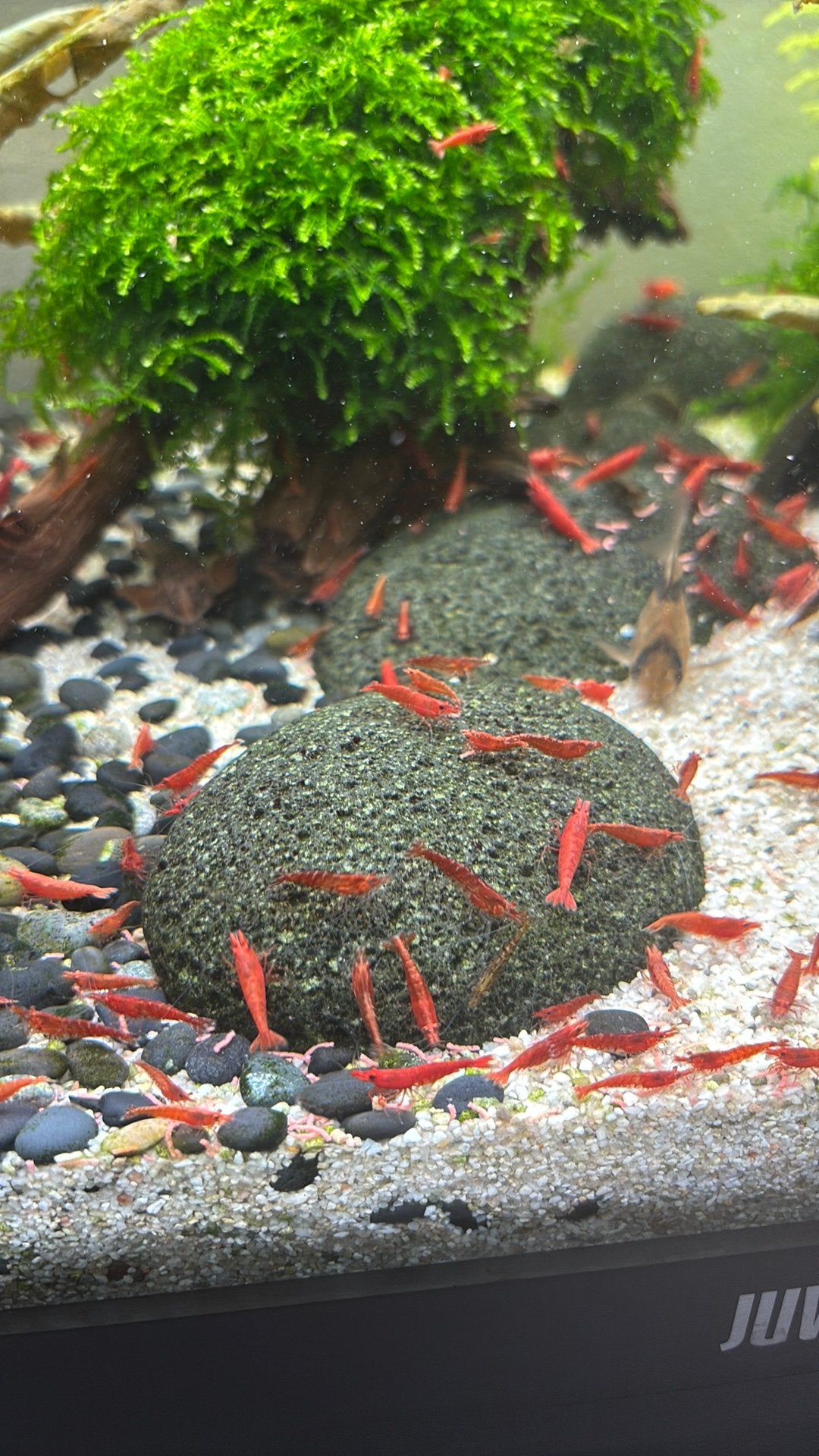 Rode garnalen, Homard, Crabe ou Crevette, Poisson d'eau douce, Banc de poissons