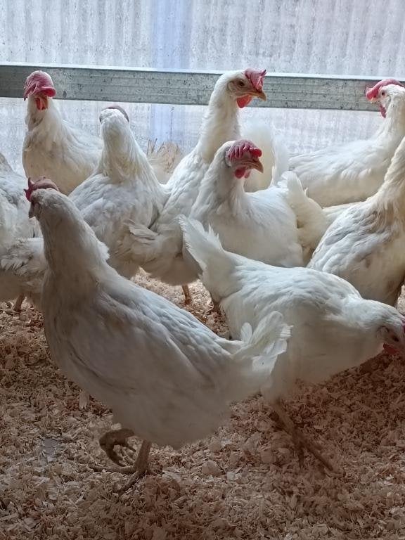 witte kippen leghorn/sussex actie 5+1/10+3 GRATIS 0499082381, Dieren en Toebehoren, Vrouwelijk, Kip
