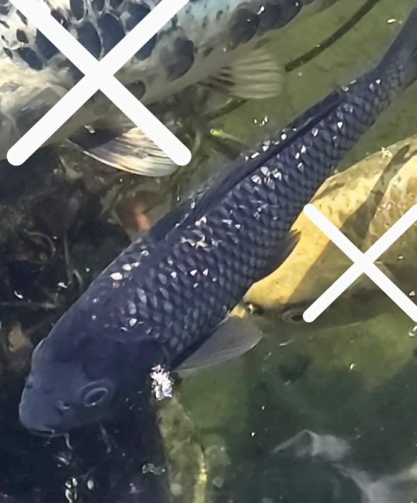 Koi Nisai, Carpe ou Koï