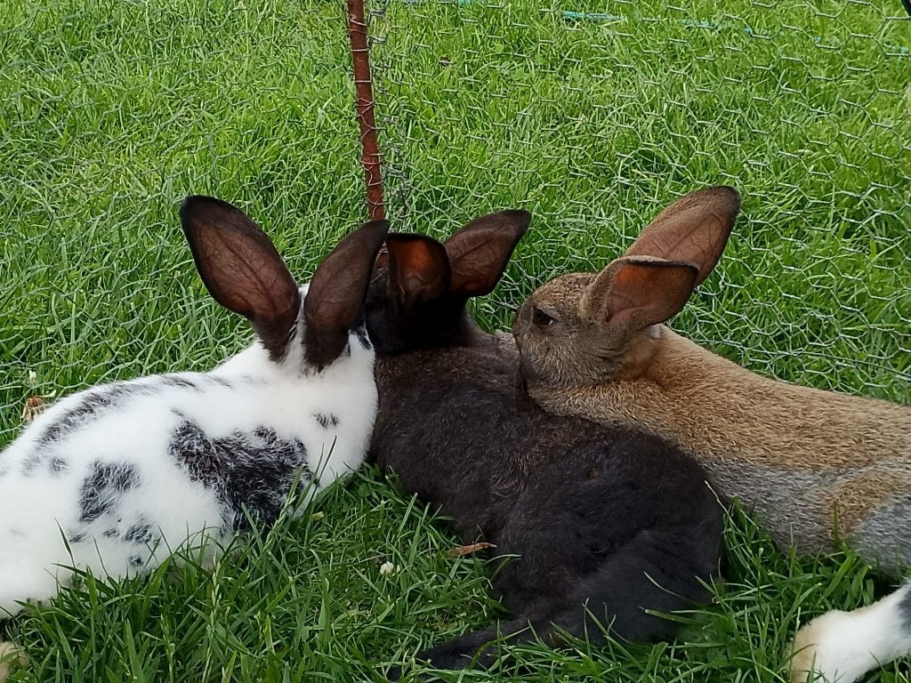 Reuzevlinder konijntjes, lotharinger, Dieren en Toebehoren, Konijnen, Meerdere dieren, Groot, 0 tot 2 jaar