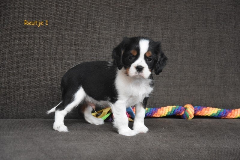 Prachtige Cavalier pupjes, Chien (mâle), Belgique, Plusieurs, Hépatite contagieuse (maladie de Rubarth)