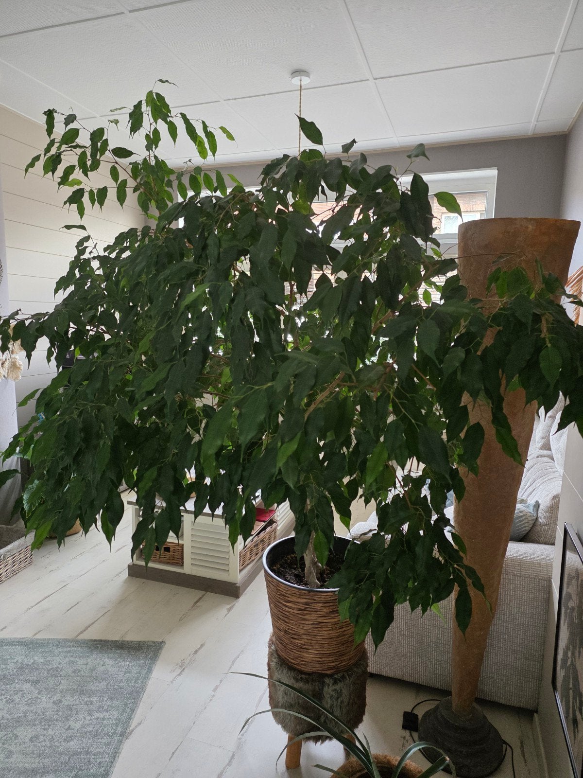 Ficus Benjamina Exotica, Ophalen