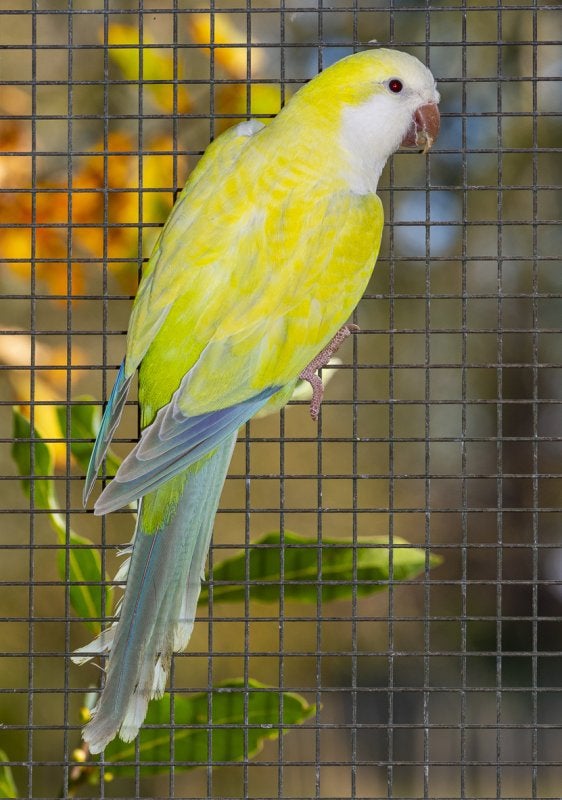 Perruches souris — arrêt d’élevage, Animaux & Accessoires, Plusieurs animaux, Perruche, Bagué