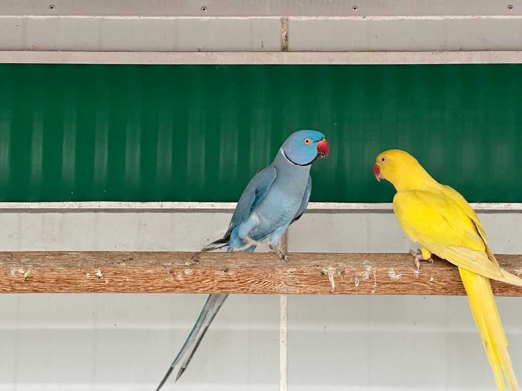 Mooie halsbanderskoppels. En losse vogels, Plusieurs animaux, Perruche