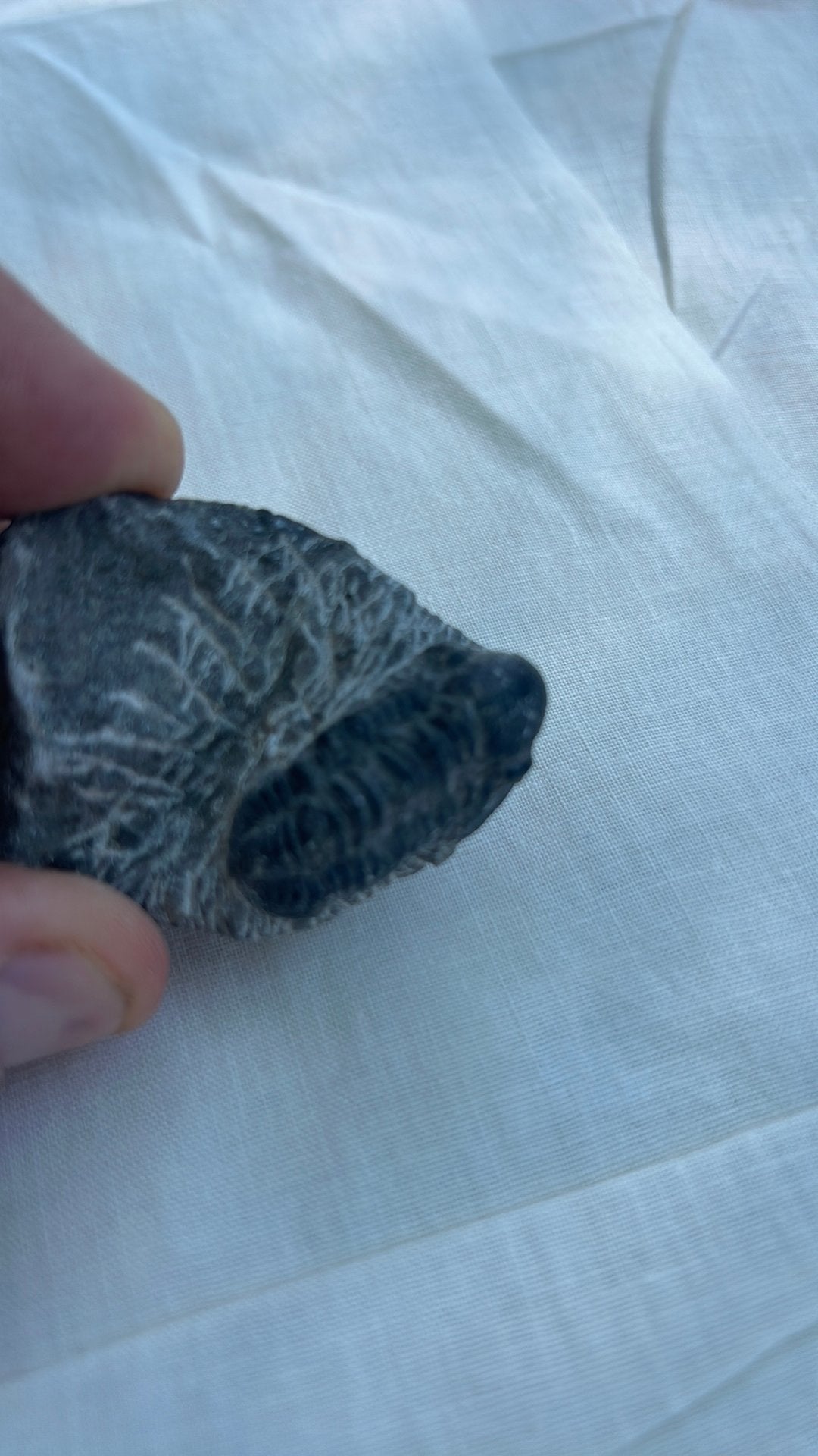 fossile de trilobite, du genre Phacops ou Gerastos., Collections, Enlèvement ou Envoi, Fossile