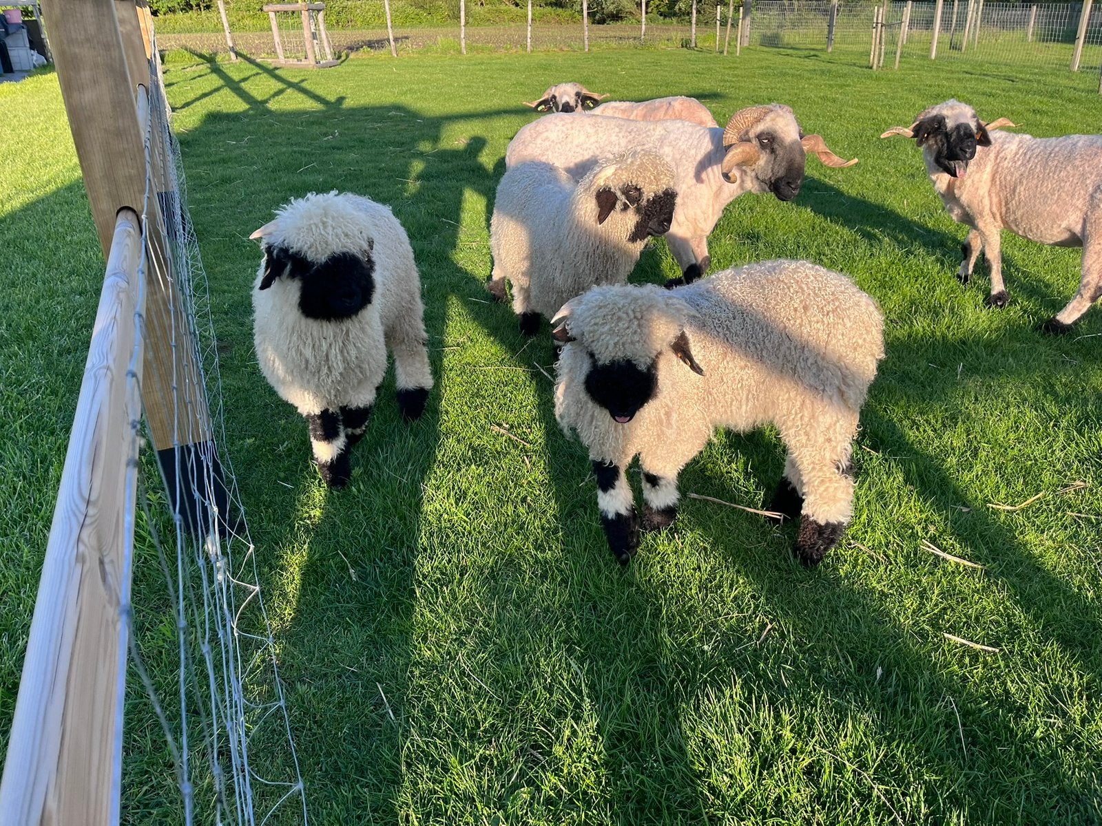 Walliser schwartznase ramlam, Mâle, Mouton, 0 à 2 ans