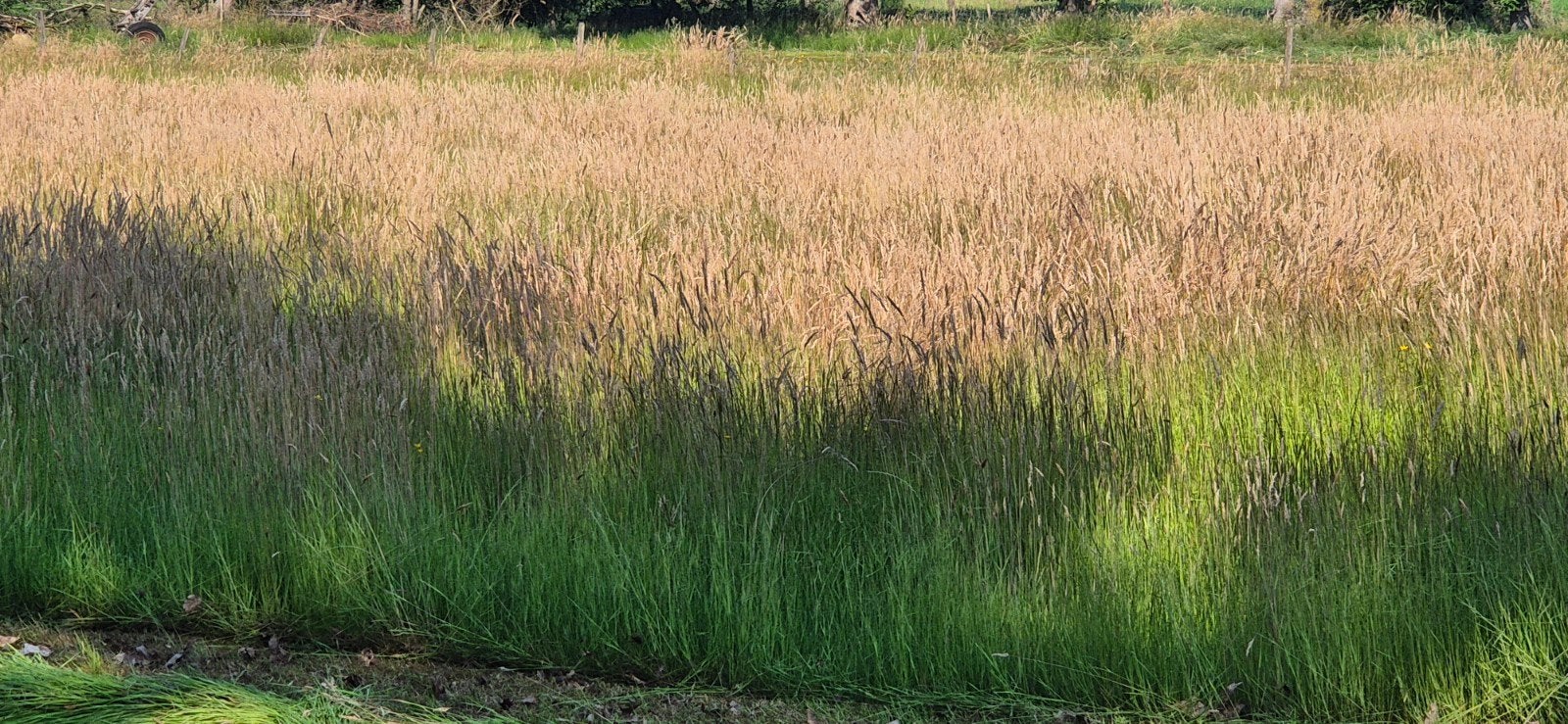 hooi van onbemeste weide, Dieren en Toebehoren, Dierenvoeding, Ophalen