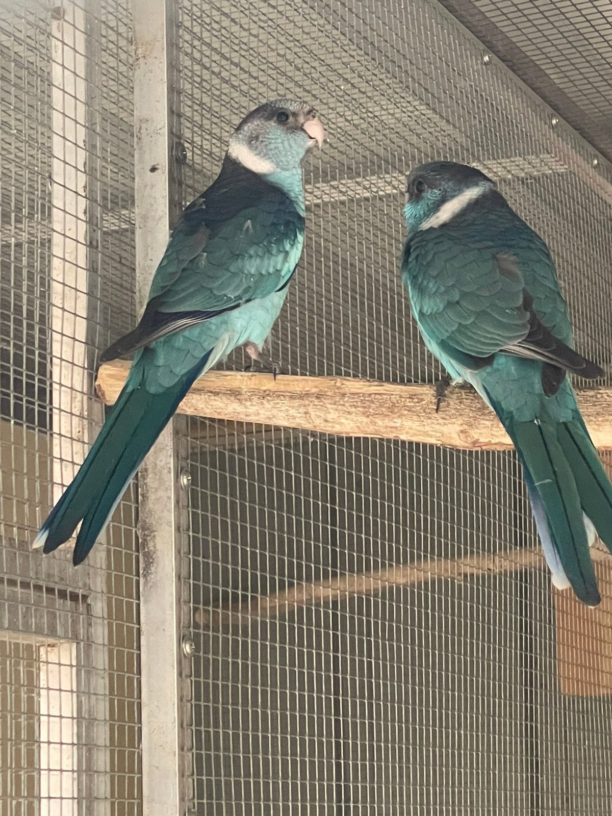Blauw Barnard parkieten, Mâle, Perruche, Bagué