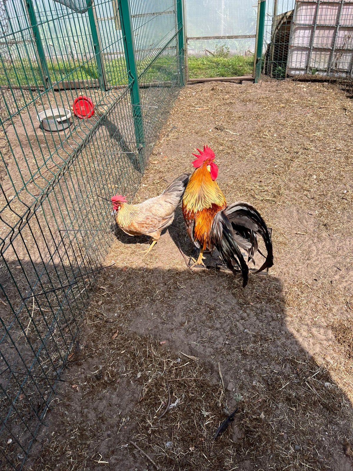 Koppel blauwpatrijs Leghorn, Dieren en Toebehoren