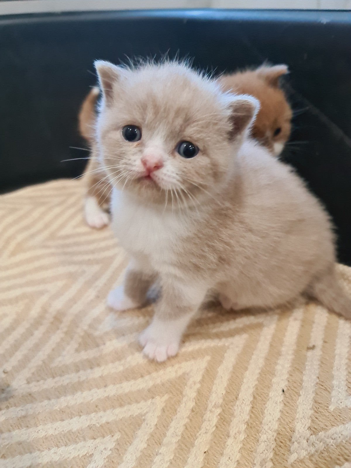 Prachtige Britse Korthaar kittens, Dieren en Toebehoren, Meerdere dieren, Gechipt, 0 tot 2 jaar