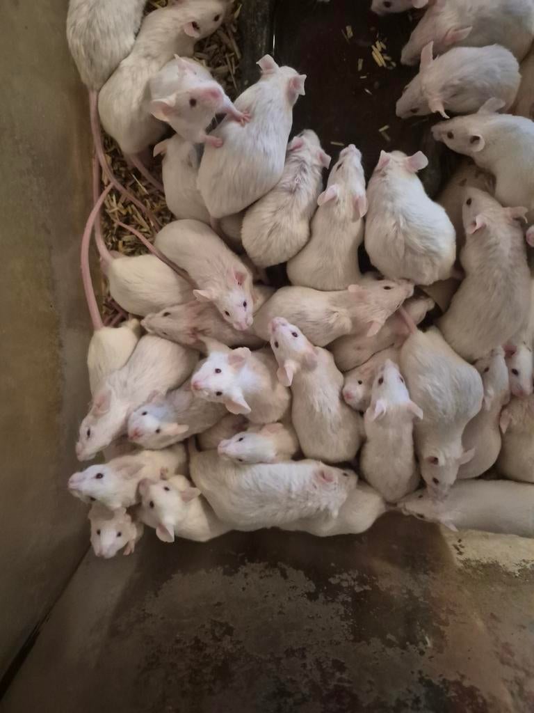 Te koop, Dieren en Toebehoren, April, Geslacht onbekend, Muis