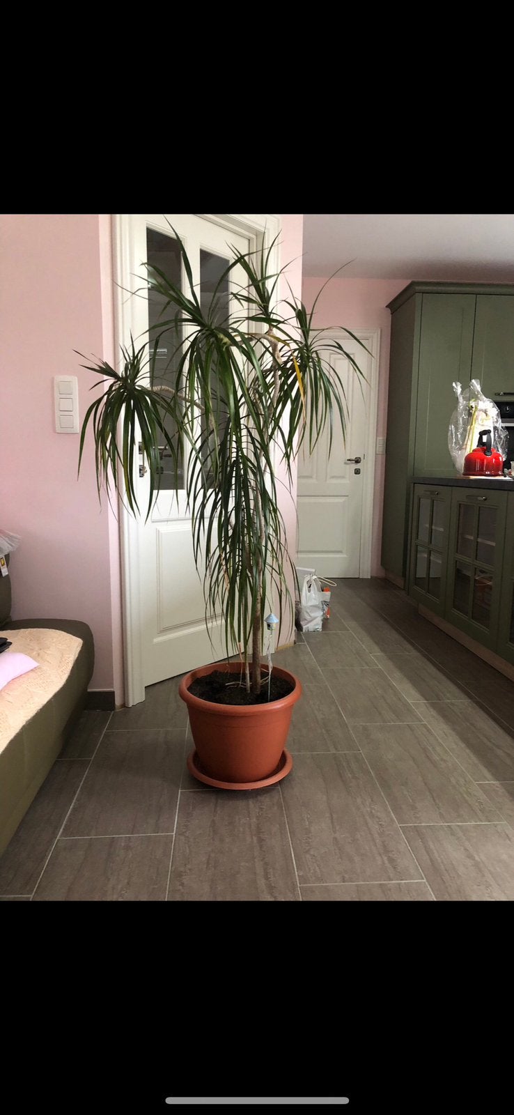 Grand Dracaena marginata 1,80 m avec pot et soucoupe, Enlèvement, En pot