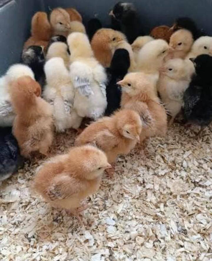 Kuikens (100%hennen) 10 kopen 1 gratis