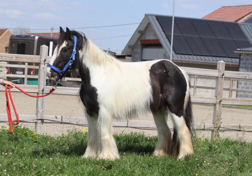 Zeer mooie Tinker pony 6 jarige merrie, Dieren en Toebehoren, Paarden en Pony's | Dekhengsten en Fokmerries, Merrie