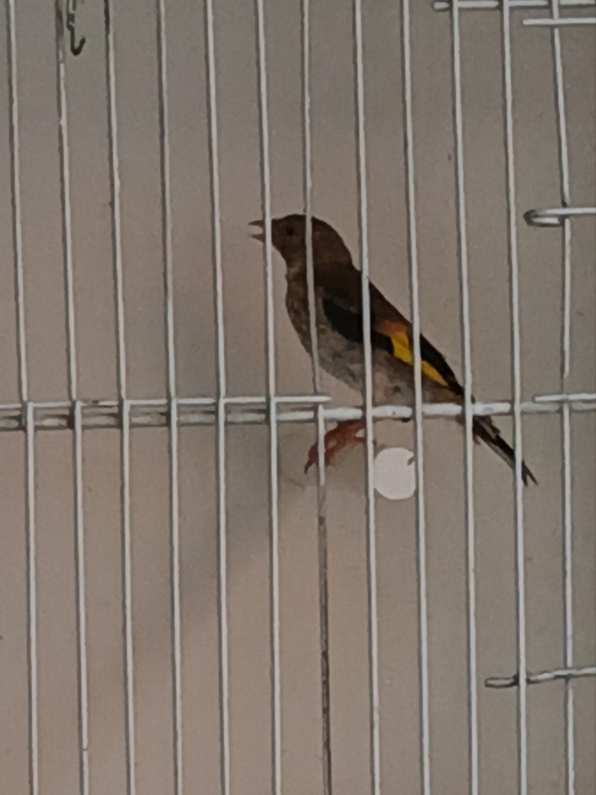 Kleine distelvink, Dieren en Toebehoren, Vogels | Overige Vogels, Geslacht onbekend, Wildzangvogel, Geringd