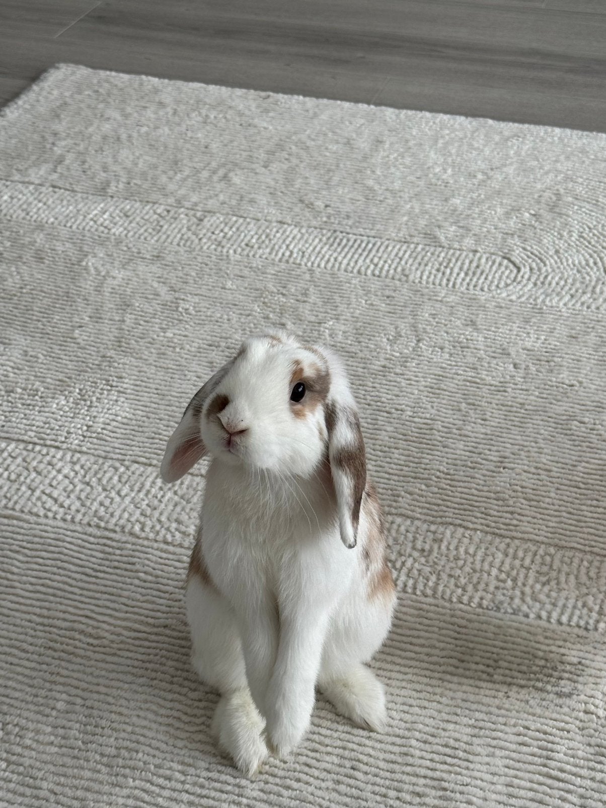 Om te geven : Caramel & Pamouk, Animaux & Accessoires, Lapins, Plusieurs animaux