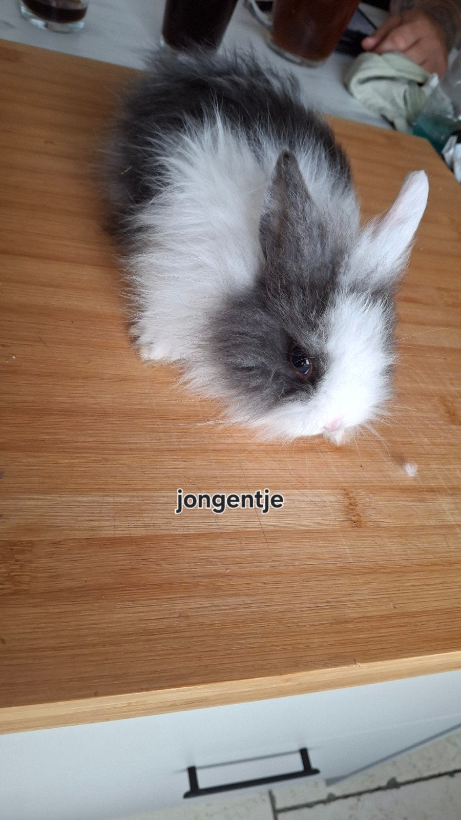 Dwerg konijntjes