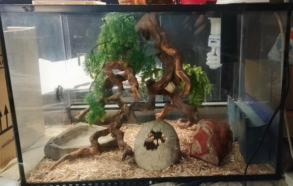 Terrarium, Dieren en Toebehoren, Reptielen en Amfibieën | Toebehoren, Ophalen, Zo goed als nieuw, Terrarium of Paludarium