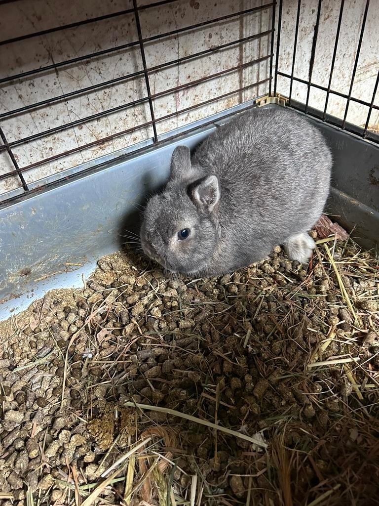 Kleurdwerg mannelijk dwergkonijn, Dieren en Toebehoren, Mannelijk, Dwerg, 3 tot 5 jaar