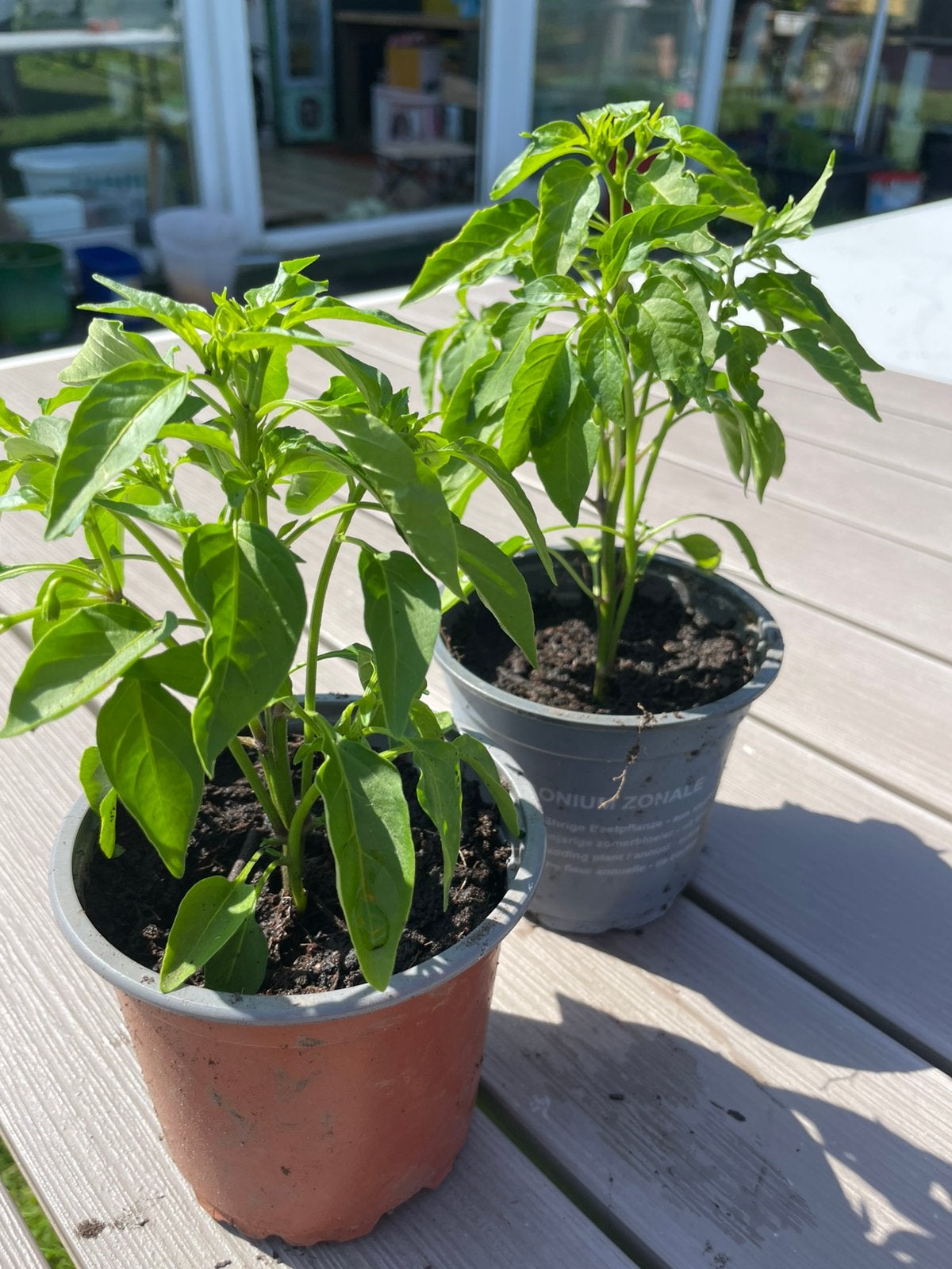 Lot de 2 pots de plants de piments forts., Jardin & Terrasse, Annuelle, Plein soleil, Été, Enlèvement