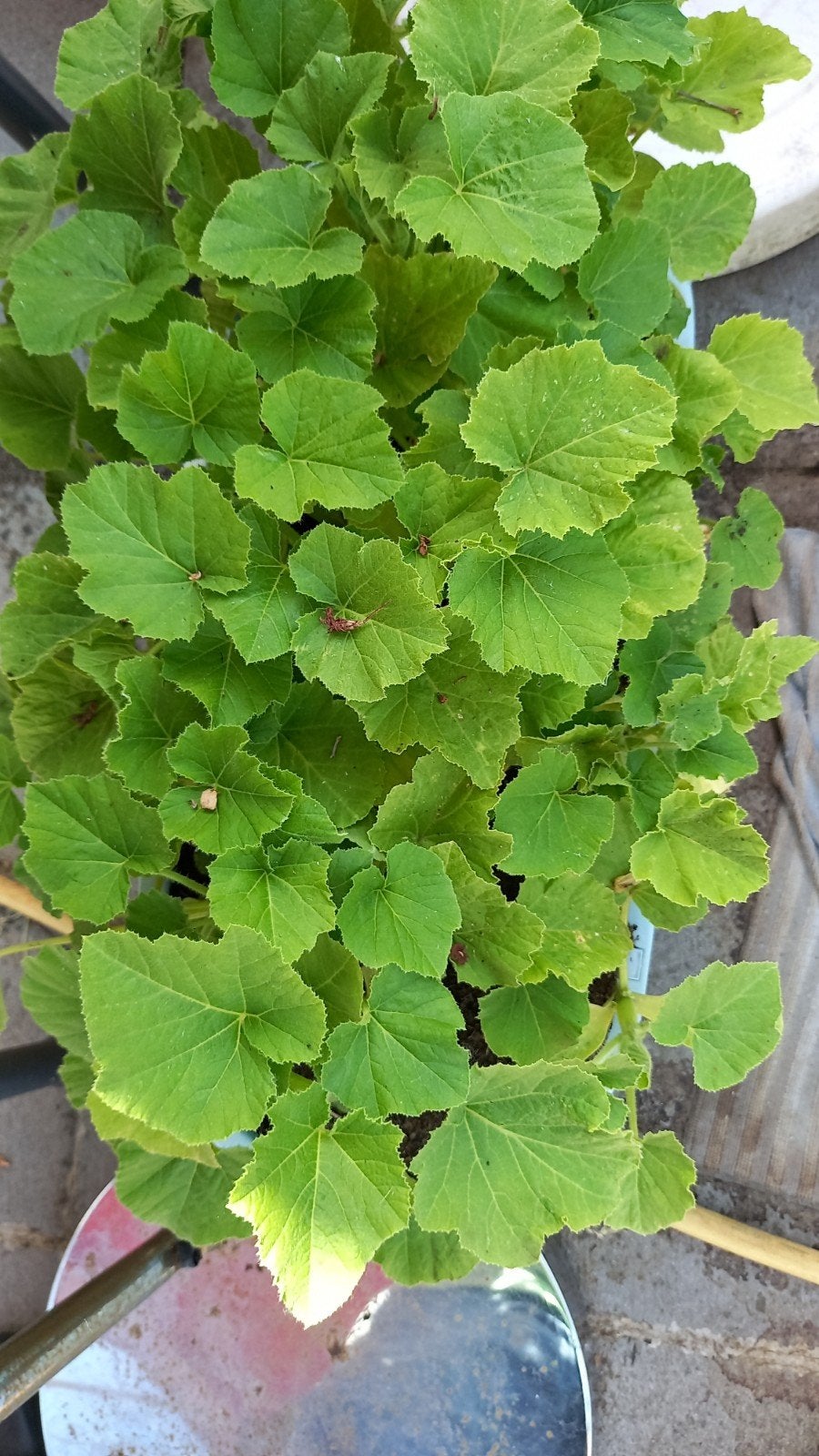Jonge fruitplanten van piel de sapo, Enlèvement