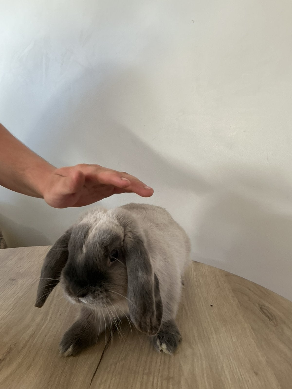 Mannelijk hangoor konijn, Dieren en Toebehoren, Mannelijk, Hangoor
