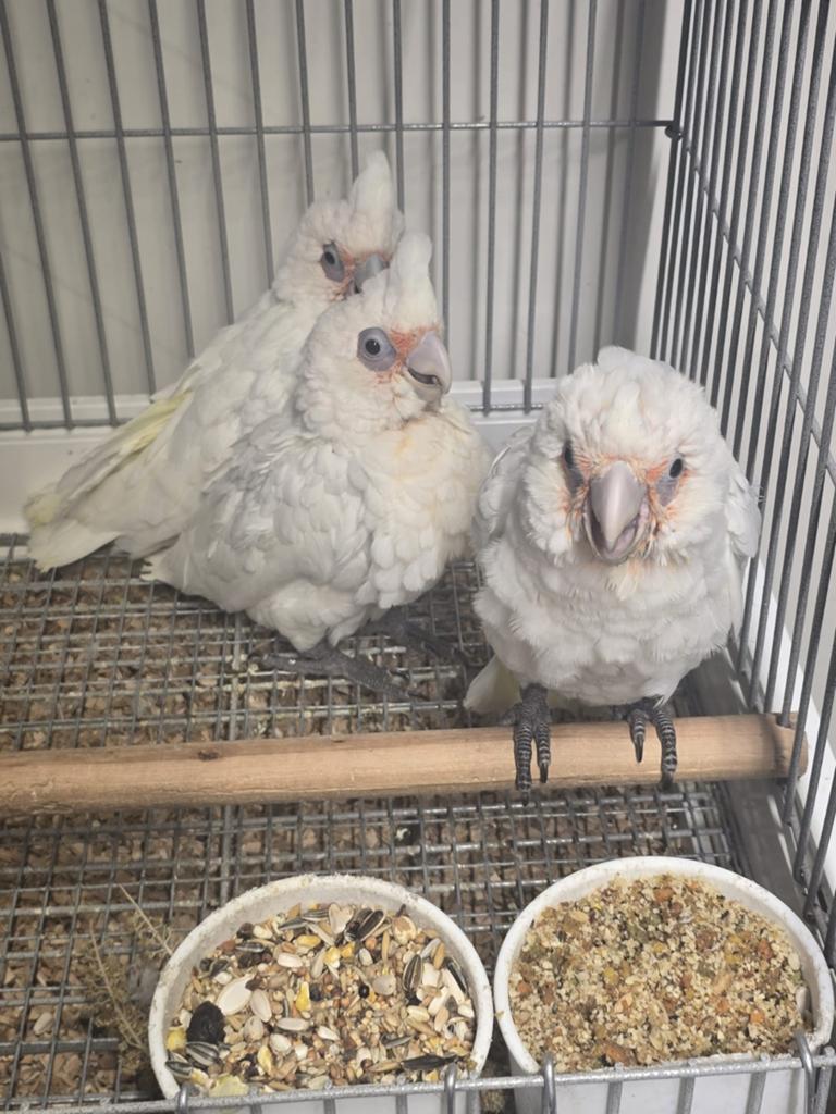 Jonge tamme baby Naaktoogkakatoes met DNA en getest op alle, Dieren en Toebehoren, Vogels | Parkieten en Papegaaien