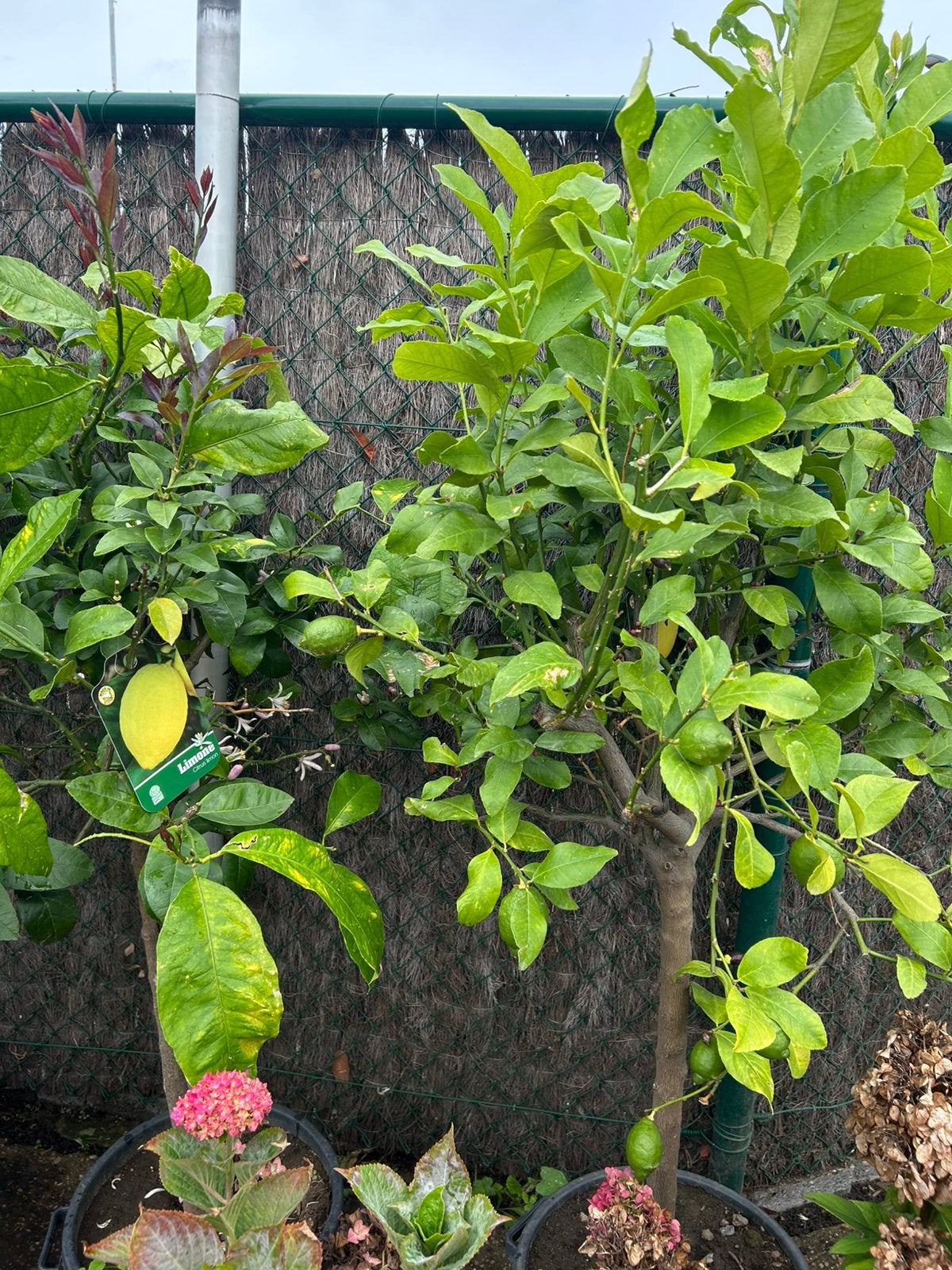 Citroenboom, Tuin en Terras, Ophalen