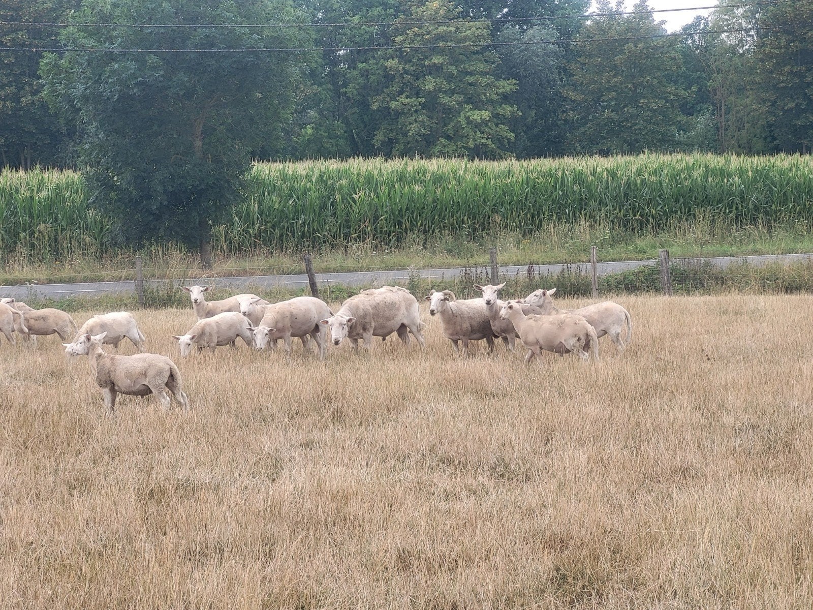 easy care schapen, Femelle, Mouton, 0 à 2 ans