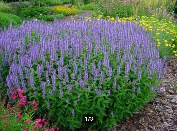 Agastache 'Bleu Fortune' of Dropplant, Ophalen, Vaste plant