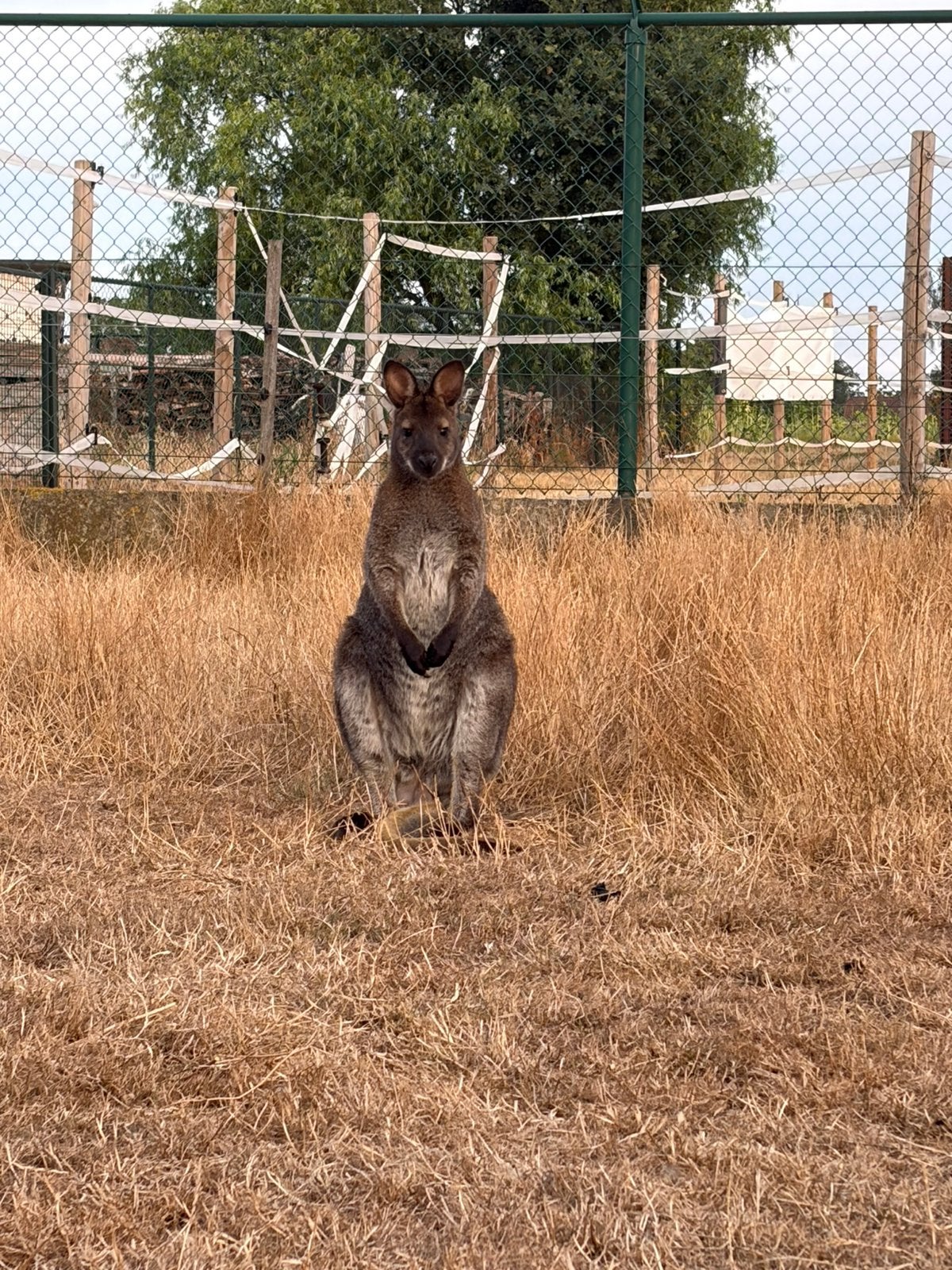 Wallaby mannelijk, Dieren en Toebehoren, April, Mannelijk